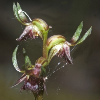 Corunastylis stephensonii (Stephenson's Midge Orchid) at West Nowra, NSW - 24 Feb 2008 by AlanS