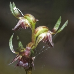 Corunastylis stephensonii (Stephenson's Midge Orchid) at West Nowra, NSW - 24 Feb 2008 by AlanS