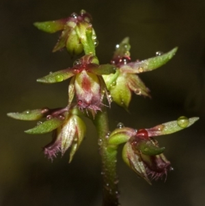 Corunastylis stephensonii at West Nowra, NSW - suppressed