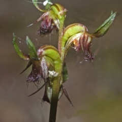 Corunastylis stephensonii at West Nowra, NSW - suppressed