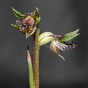 Corunastylis stephensonii at Tianjara, NSW - suppressed