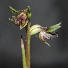 Corunastylis stephensonii (Stephenson's Midge Orchid) at Tianjara, NSW - 8 May 2013 by AlanS