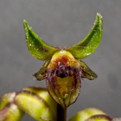 Corunastylis stephensonii at Tianjara, NSW - suppressed