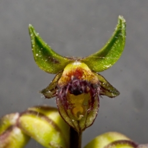 Corunastylis stephensonii at Tianjara, NSW - 9 May 2013