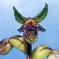 Corunastylis stephensonii at Tianjara, NSW - suppressed