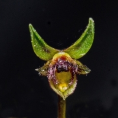 Corunastylis stephensonii at Tianjara, NSW - 9 May 2013