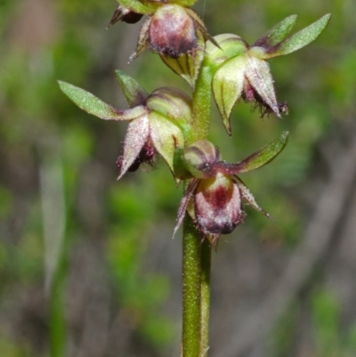 Corunastylis stephensonii (Stephenson's Midge Orchid) at Tianjara, NSW - 21 Mar 2013 by AlanS