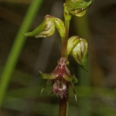 Corunastylis stephensonii (Stephenson's Midge Orchid) at Bugong National Park - 8 Jan 2011 by AlanS