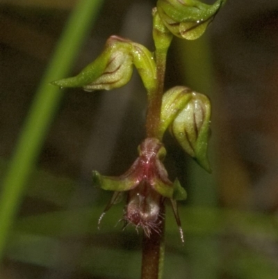 Corunastylis stephensonii (Stephenson's Midge Orchid) at Budgong, NSW - 8 Jan 2011 by AlanS