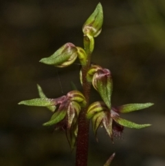 Corunastylis stephensonii at Budgong, NSW - suppressed