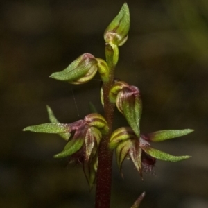 Corunastylis stephensonii at Budgong, NSW - suppressed