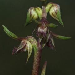 Corunastylis stephensonii at Budgong, NSW - suppressed