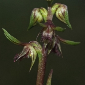 Corunastylis stephensonii at Budgong, NSW - suppressed