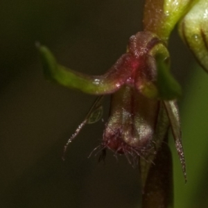 Corunastylis stephensonii at Budgong, NSW - suppressed