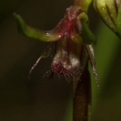 Corunastylis stephensonii at Budgong, NSW - suppressed