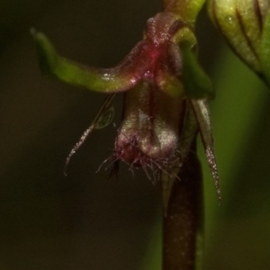 Corunastylis stephensonii at Budgong, NSW - suppressed