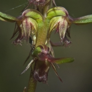 Corunastylis stephensonii at Vincentia, NSW - 10 Jan 2011