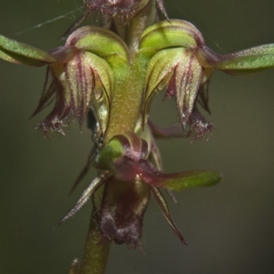 Corunastylis stephensonii (Stephenson's Midge Orchid) at Jervis Bay National Park - 9 Jan 2011 by AlanS