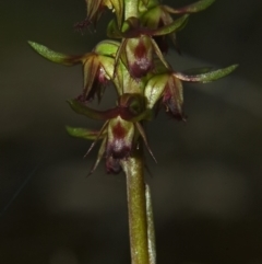 Corunastylis stephensonii at Vincentia, NSW - 10 Jan 2011