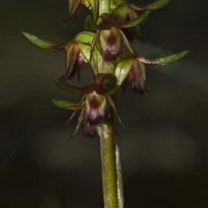 Corunastylis stephensonii at Vincentia, NSW - suppressed