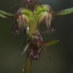 Corunastylis stephensonii at Vincentia, NSW - suppressed