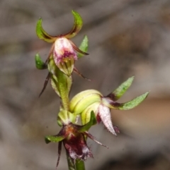 Corunastylis stephensonii (Stephenson's Midge Orchid) at Vincentia, NSW - 5 Mar 2015 by AlanS