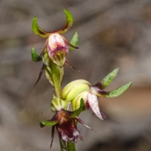 Corunastylis stephensonii at Vincentia, NSW - suppressed
