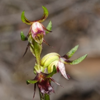 Corunastylis stephensonii (Stephenson's Midge Orchid) at Vincentia, NSW - 5 Mar 2015 by AlanS