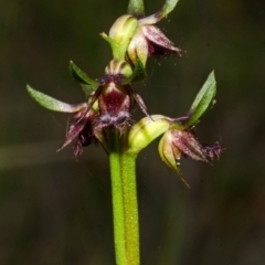 Corunastylis stephensonii (Stephenson's Midge Orchid) at Tianjara, NSW - 14 Mar 2015 by AlanS