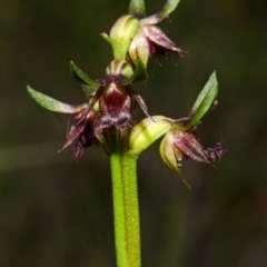 Corunastylis stephensonii (Stephenson's Midge Orchid) at Tianjara, NSW - 15 Mar 2015 by AlanS