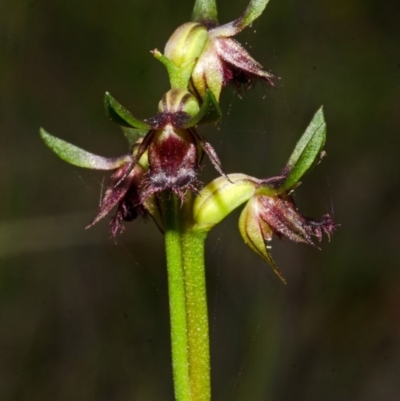 Corunastylis stephensonii (Stephenson's Midge Orchid) at Tianjara, NSW - 15 Mar 2015 by AlanS