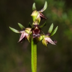 Corunastylis stephensonii at Tianjara, NSW - 15 Mar 2015