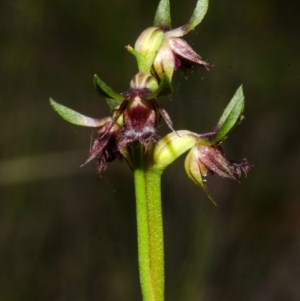 Corunastylis stephensonii at Tianjara, NSW - 15 Mar 2015