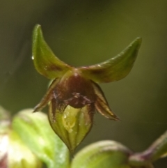 Corunastylis stephensonii (Stephenson's Midge Orchid) at Vincentia, NSW - 9 Mar 2008 by AlanS