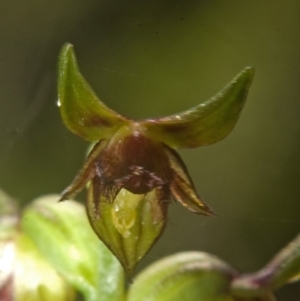 Corunastylis stephensonii at Vincentia, NSW - suppressed