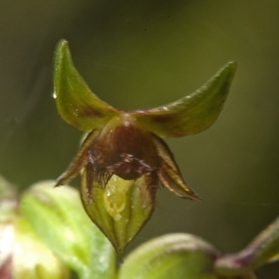 Corunastylis stephensonii (Stephenson's Midge Orchid) at Vincentia, NSW - 9 Mar 2008 by AlanS