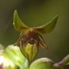 Corunastylis stephensonii (Stephenson's Midge Orchid) at Vincentia, NSW - 8 Mar 2008 by AlanS