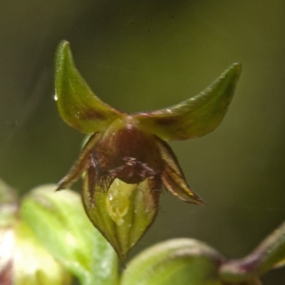 Corunastylis stephensonii (Stephenson's Midge Orchid) at Jervis Bay National Park - 8 Mar 2008 by AlanS