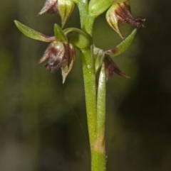 Corunastylis stephensonii at Vincentia, NSW - suppressed