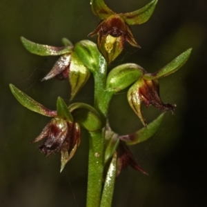 Corunastylis stephensonii at Vincentia, NSW - suppressed