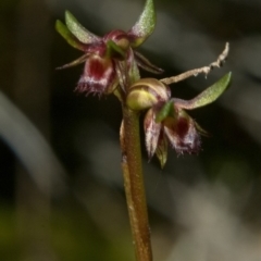 Corunastylis stephensonii (Stephenson's Midge Orchid) at Vincentia, NSW - 9 May 2011 by AlanS