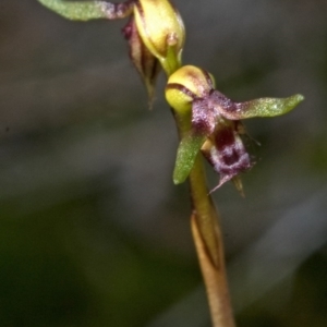 Corunastylis stephensonii at Vincentia, NSW - suppressed