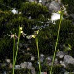 Corunastylis stephensonii at Vincentia, NSW - suppressed