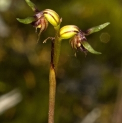 Corunastylis stephensonii at Vincentia, NSW - suppressed