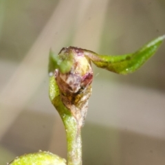 Corunastylis stephensonii (Stephenson's Midge Orchid) at West Nowra, NSW - 6 Mar 2015 by AlanS