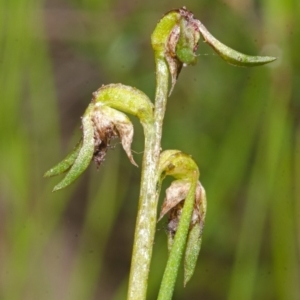 Corunastylis stephensonii at West Nowra, NSW - suppressed