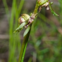 Corunastylis stephensonii at West Nowra, NSW - suppressed