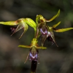 Corunastylis stephensonii (Stephenson's Midge Orchid) at Sassafras, NSW - 2 Feb 2012 by AlanS