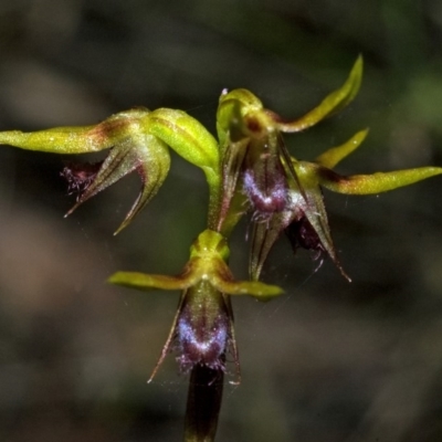 Corunastylis stephensonii (Stephenson's Midge Orchid) at Sassafras, NSW - 1 Feb 2012 by AlanS