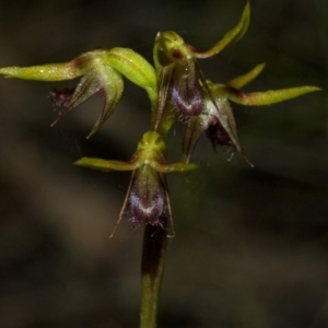 Corunastylis stephensonii at Sassafras, NSW - suppressed